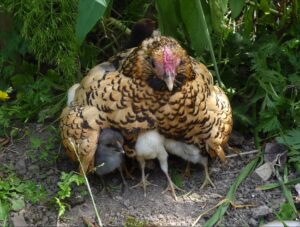 Đàn gà con và mẹ | Bài thơ Ngủ rồi (Phạm Hổ)