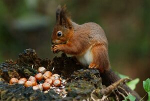 Sóc nhặt hạt dẻ | Bài thơ Sóc nhặt hạt dẻ: Sóc con nhanh nhẹn