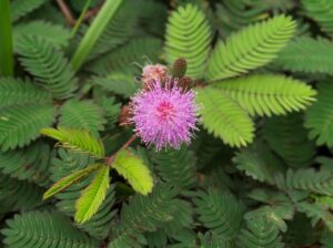 Cây xấu hổ, Cây mắc cỡ: Sự tích cây xấu hổ, Sự tích Cây mắc cỡ, Sự tích cây hoa trinh nữ