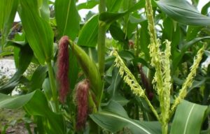 Trái bắp | Bài thơ Trái bắp