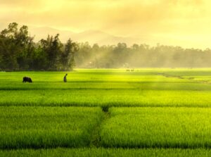 Bài thơ Yêu đồng lúa xanh: Em yêu đồng lúa xanh