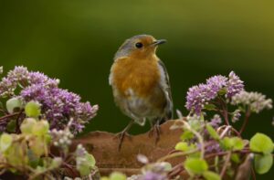 Nghe tiếng ru | Bài thơ Nghe tiếng ru
