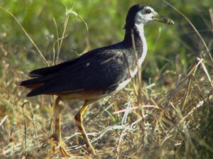 Cuốc con học bài | Bài thơ Cuốc con học bài