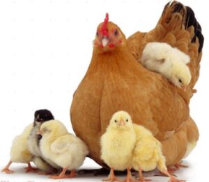 Gà con giúp mẹ: Gà con trên lưng mẹ