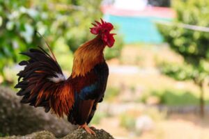 Gà gáy | Bài thơ Gà gáy: Thấy trời đã sáng, Gà gáy ó…o