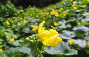 Giàn mướp vàng hoa | Bài thơ Giàn mướp vàng hoa