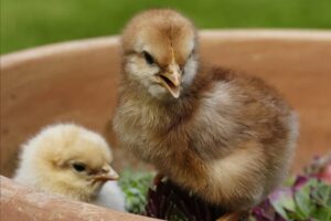 Bài thơ Hai chị em: Hai chú gà, Đen và trắng