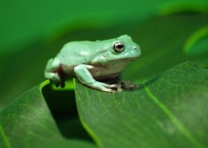 Ếch tập hát | Bài thơ Tập hát