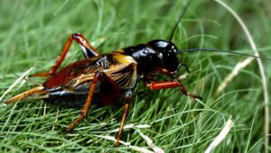 Bài thơ Nghệ sĩ: Nghệ sĩ dế mèn