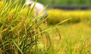 Hạt thóc | Bài thơ Hạt thóc (Kim Chuông) (SGK TV3)