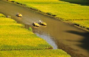 Mùa lúa chín | Bài thơ Mùa lúa chín