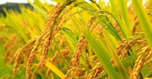 Bài thơ Hạt thóc: Hạt thóc vồng như lưng cha