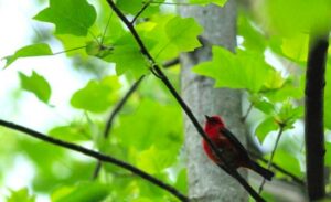 Vườn trưa | Bài thơ Vườn trưa