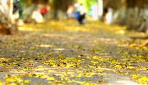 Âm thanh mùa thu | Bài thơ Âm thanh mùa thu