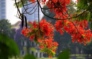 Bài thơ Hè (Phan Thị Thanh Nhàn)