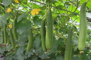 Giàn mướp | Bài thơ Giàn mướp (Vũ Xuân Quản)