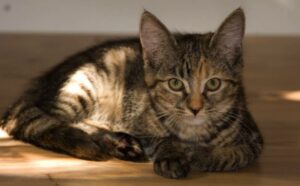 Khách đến rồi | Bài thơ Khách đến rồi